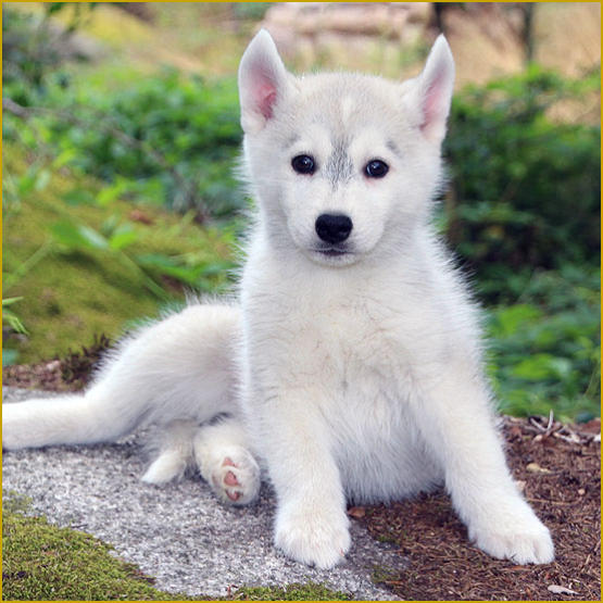 Siberian Husky Nordic Fire