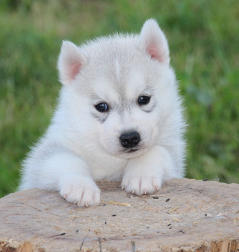 Siberian Husky Nordic Fire