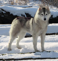 Siberian Husky Nordic Fire