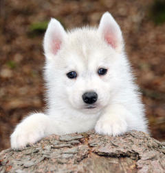 Siberian Husky Nordic Fire