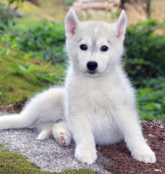 Siberian Husky Nordic Fire