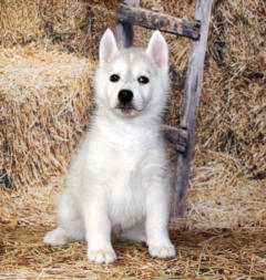 Siberian Husky Nordic Fire