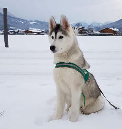 Siberian Husky Nordic Fire