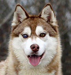 Siberian Husky Nordic Fire