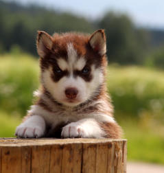 Siberian Husky Nordic Fire