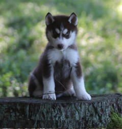 Siberian Husky Nordic Fire