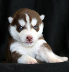 Siberian Husky Nordic Fire