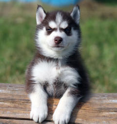 Siberian Husky Nordic Fire