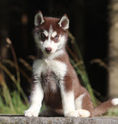 Siberian Husky Nordic Fire