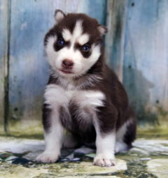 Siberian Husky Nordic Fire