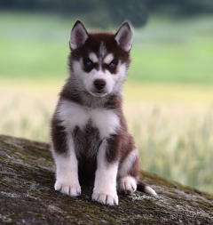 Siberian Husky Nordic Fire