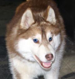 Siberian Husky Nordic Fire