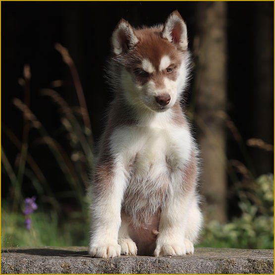 Siberian Husky Nordic Fire