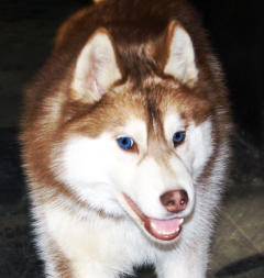 Siberian Husky Nordic Fire