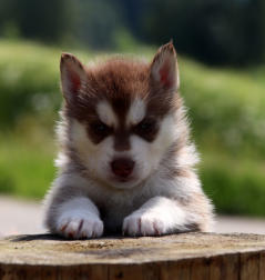 Siberian Husky Nordic Fire