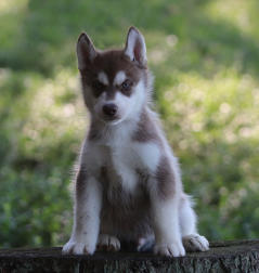 Siberian Husky Nordic Fire