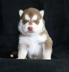 Siberian Husky Nordic Fire