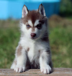 Siberian Husky Nordic Fire