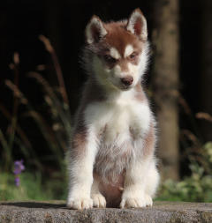 Siberian Husky Nordic Fire