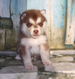 Siberian Husky Nordic Fire