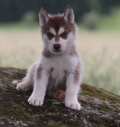 Siberian Husky Nordic Fire