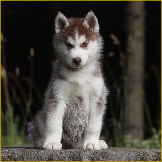 Siberian Husky Nordic Fire