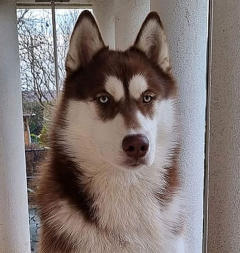 Siberian Husky Nordic Fire