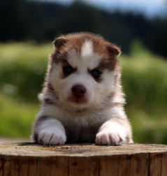 Siberian Husky Nordic Fire