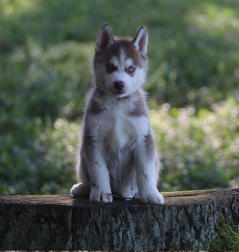 Siberian Husky Nordic Fire