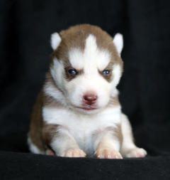 Siberian Husky Nordic Fire