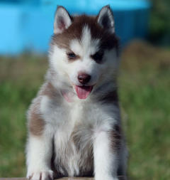 Siberian Husky Nordic Fire