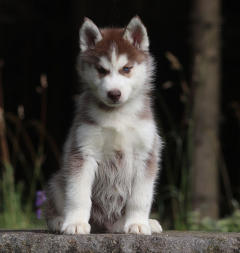 Siberian Husky Nordic Fire