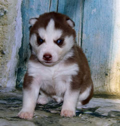 Siberian Husky Nordic Fire