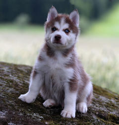 Siberian Husky Nordic Fire