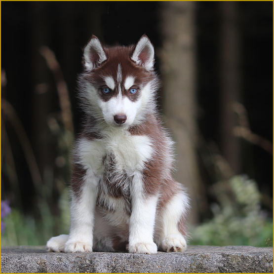 Siberian Husky Nordic Fire