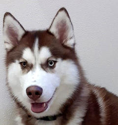 Siberian Husky Nordic Fire