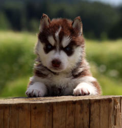 Siberian Husky Nordic Fire