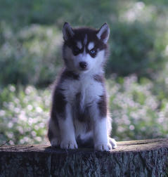 Siberian Husky Nordic Fire