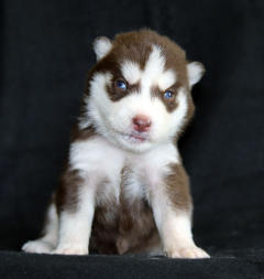 Siberian Husky Nordic Fire