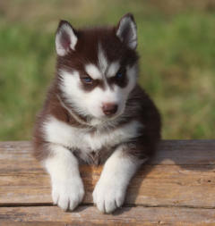 Siberian Husky Nordic Fire