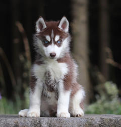 Siberian Husky Nordic Fire