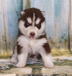 Siberian Husky Nordic Fire