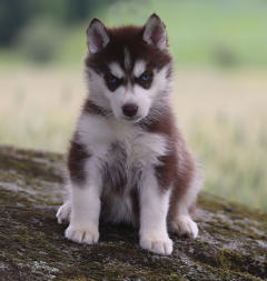 Siberian Husky Nordic Fire