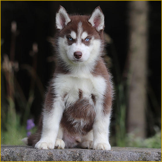 Siberian Husky Nordic Fire