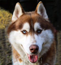 Siberian Husky Nordic Fire