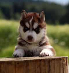 Siberian Husky Nordic Fire