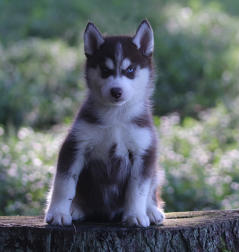 Siberian Husky Nordic Fire