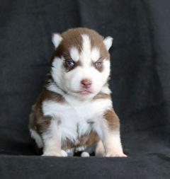 Siberian Husky Nordic Fire