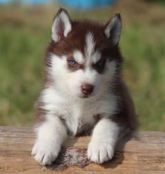 Siberian Husky Nordic Fire