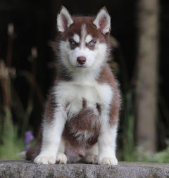 Siberian Husky Nordic Fire